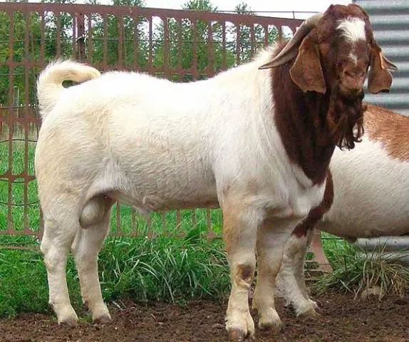 Boer goat breed: keeping and breeding