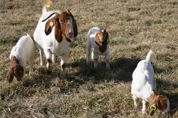 Boer goat breed: keeping and breeding