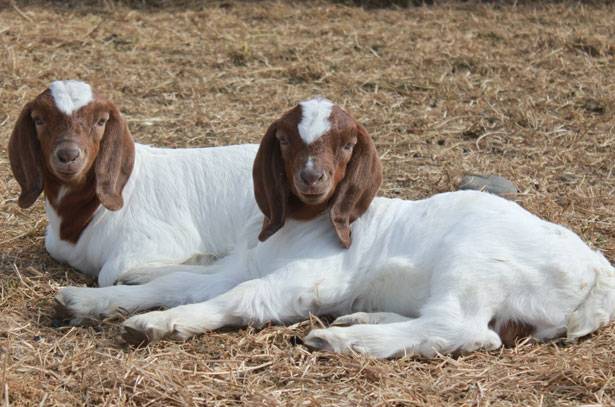 Boer goat breed: keeping and breeding