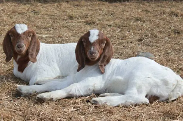 Boer goat breed: keeping and breeding