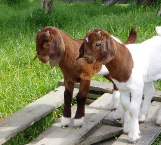 Boer goat breed: keeping and breeding