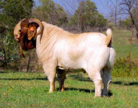 Boer goat breed: keeping and breeding