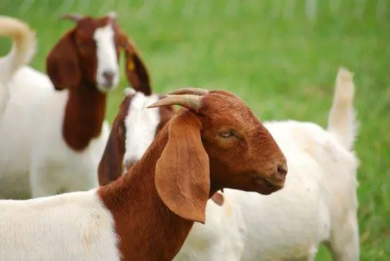 Boer goat breed: keeping and breeding