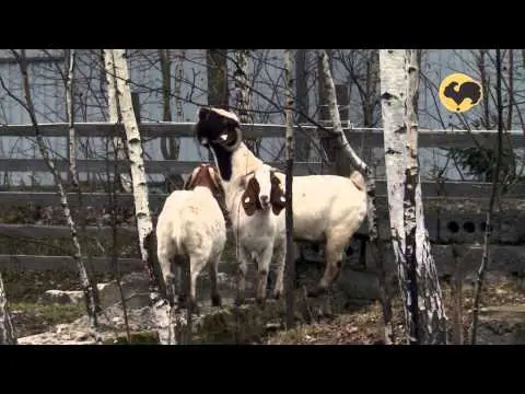 Boer goat breed: keeping and breeding