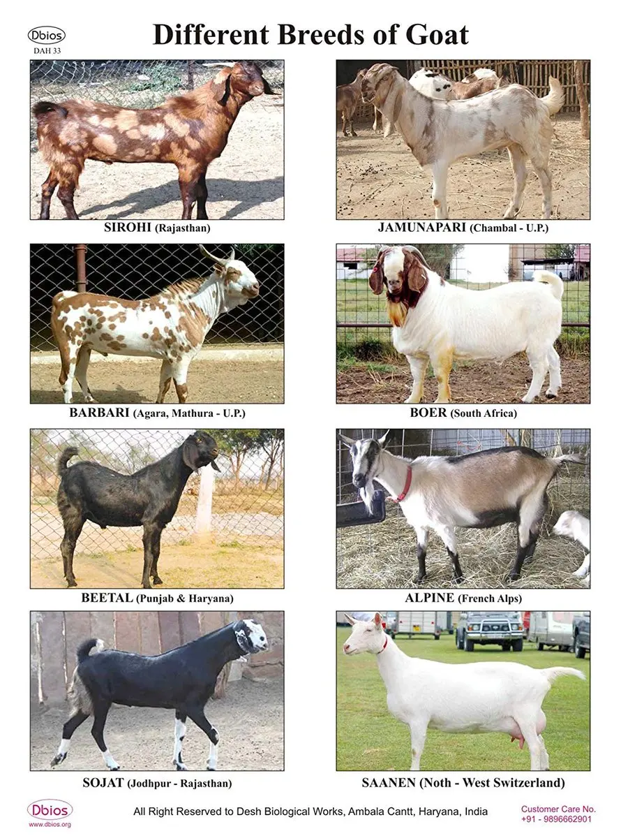 Boer goat breed: keeping and breeding