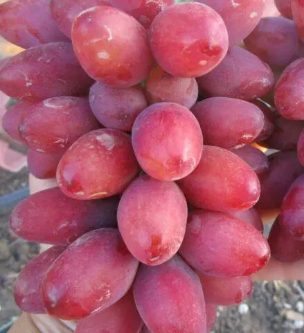 Bohemia grape variety: photo and description, reviews.