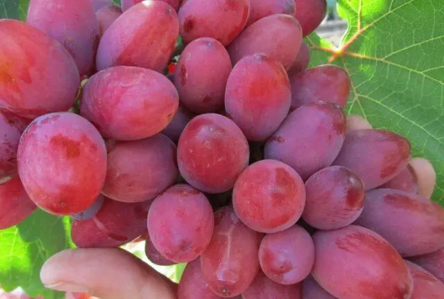 Bohemia grape variety: photo and description, reviews.