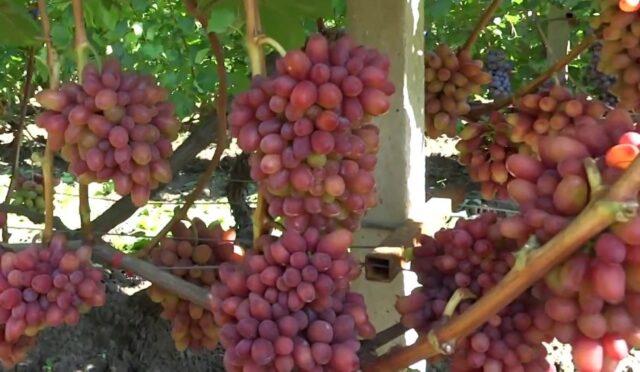 Bohemia grape variety: photo and description, reviews.