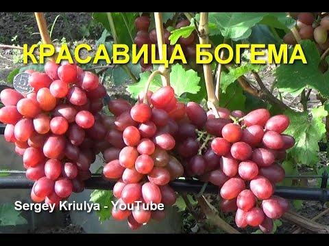 Bohemia grape variety: photo and description, reviews.