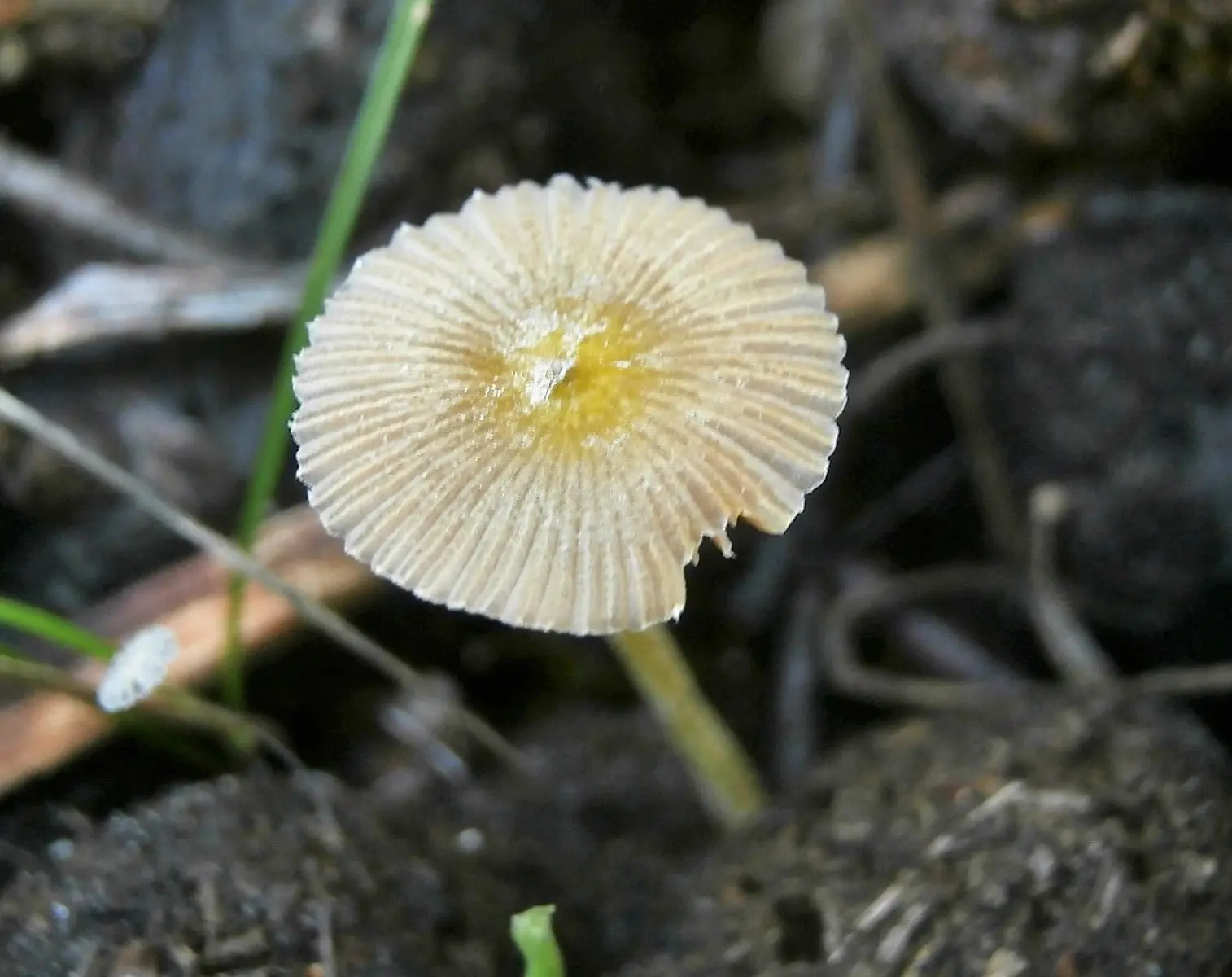 Bolbitus golden (Bolbitius titubans) photo and description