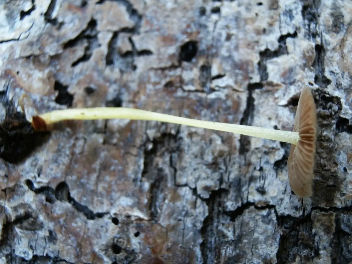 Bolbitus golden (Bolbitius titubans) photo and description