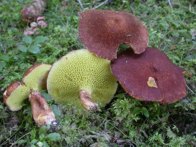 Boletin marsh (Boletinus paluster): what it looks like and where it grows