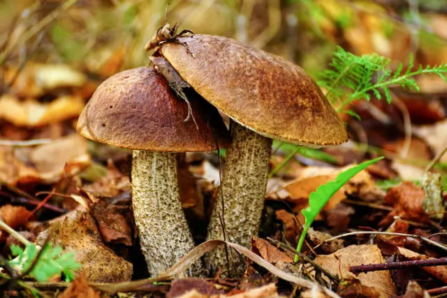 Boletus and boletus: differences, photos