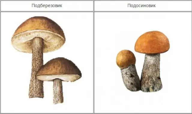 Boletus and boletus: differences, photos