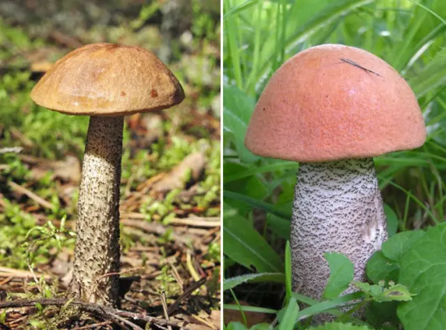 Boletus and boletus: differences, photos