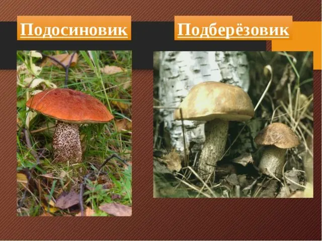 Boletus and boletus: differences, photos