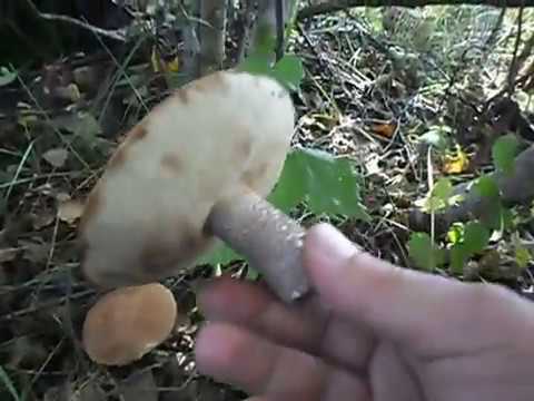 Boletus and boletus: differences, photos