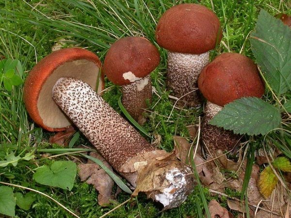 Boletus and boletus: how to clean, wash and soak