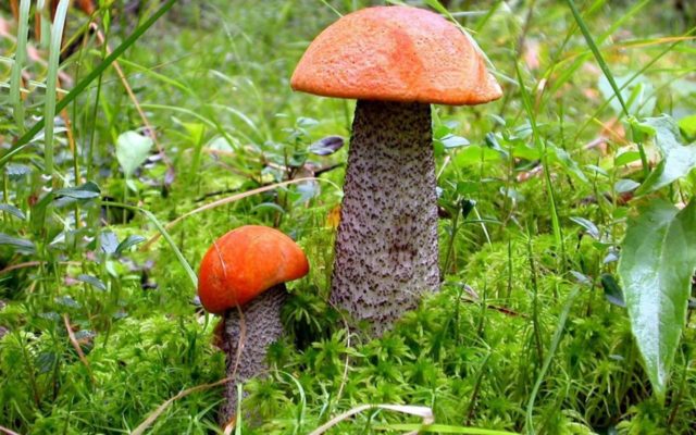 Boletus and boletus: how to clean, wash and soak