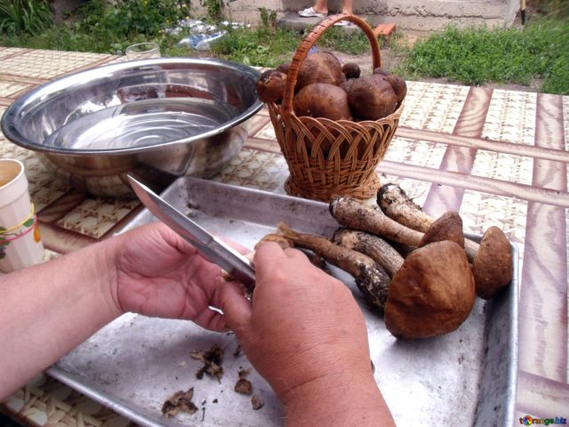 Boletus and boletus: how to clean, wash and soak