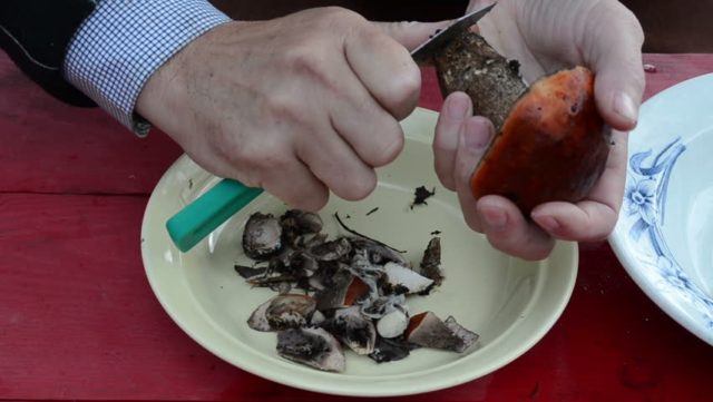 Boletus and boletus: how to clean, wash and soak