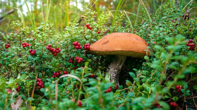 Boletus and boletus: how to clean, wash and soak