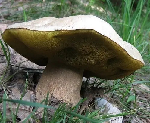 Boletus barrowsii (Boletus barrowsii) photo and description