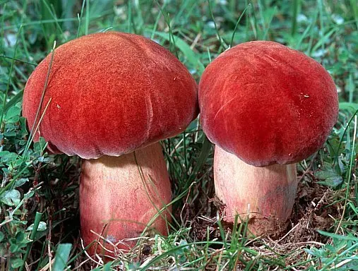 Boletus bicolor (Boletus bicolor) photo and description