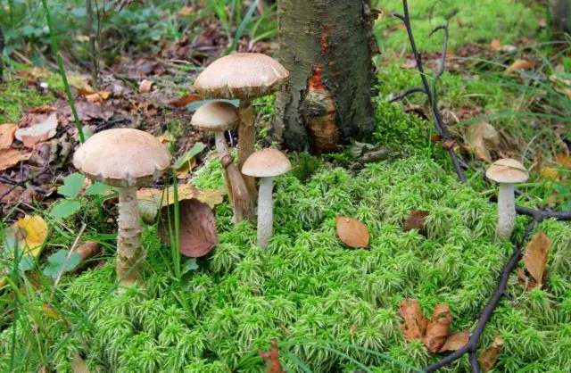 Boletus boletus (white boletus): photo and description of the fungus