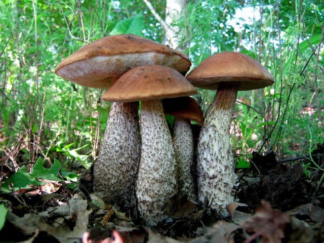 Boletus boletus (white boletus): photo and description of the fungus