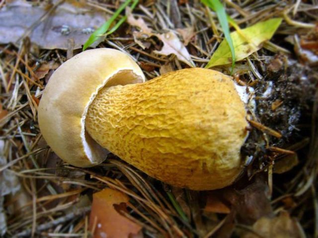 Boletus boletus (white boletus): photo and description of the fungus