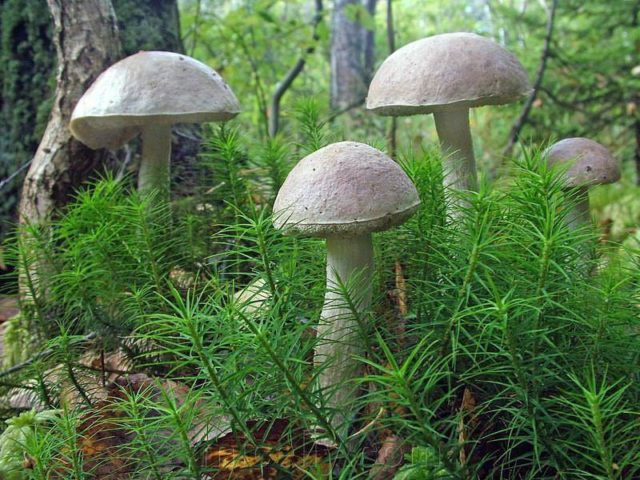 Boletus boletus (white boletus): photo and description of the fungus