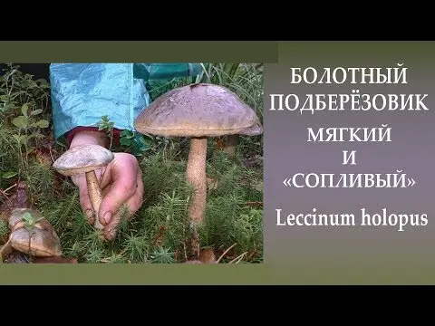 Boletus boletus (white boletus): photo and description of the fungus