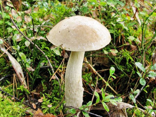 Boletus boletus (white boletus): photo and description of the fungus