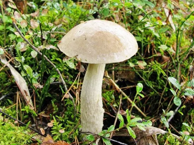 Boletus boletus (white boletus): photo and description of the fungus