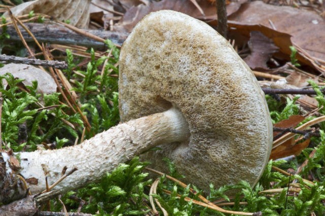 Boletus boletus (white boletus): photo and description of the fungus