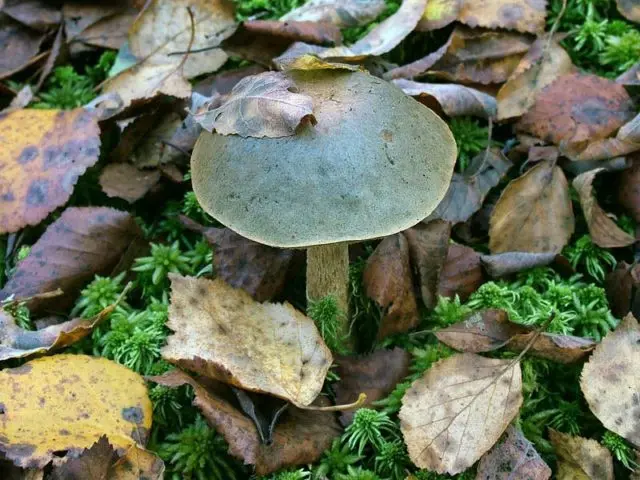 Boletus boletus (white boletus): photo and description of the fungus