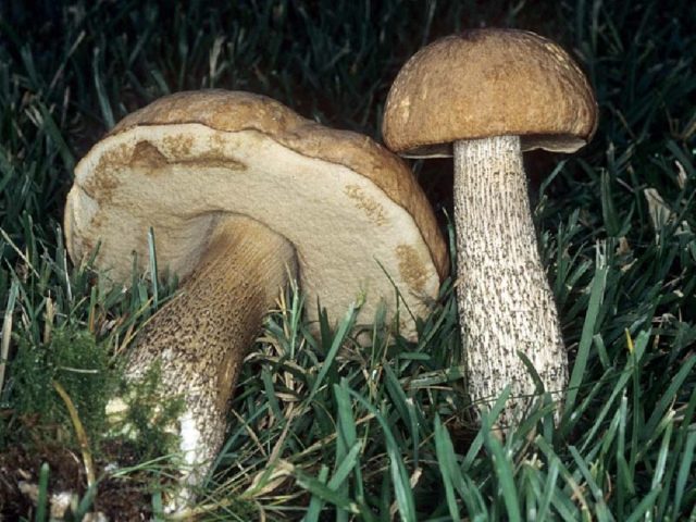 Boletus boletus (white boletus): photo and description of the fungus