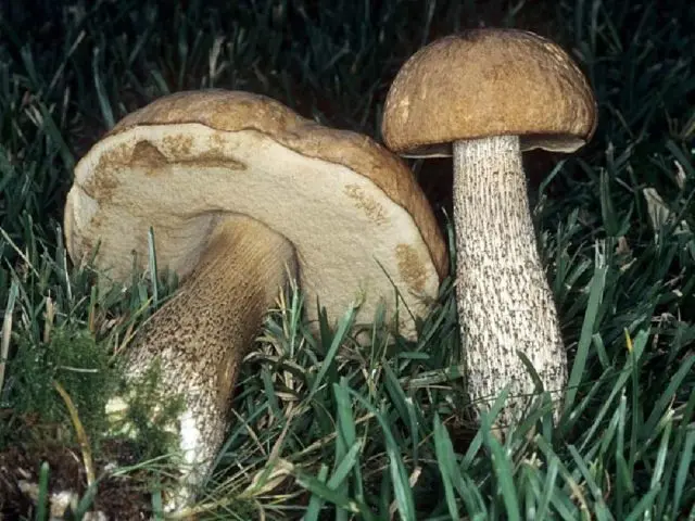 Boletus boletus (white boletus): photo and description of the fungus