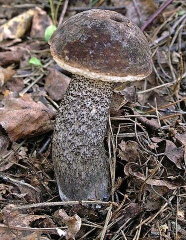 Boletus boletus (white boletus): photo and description of the fungus