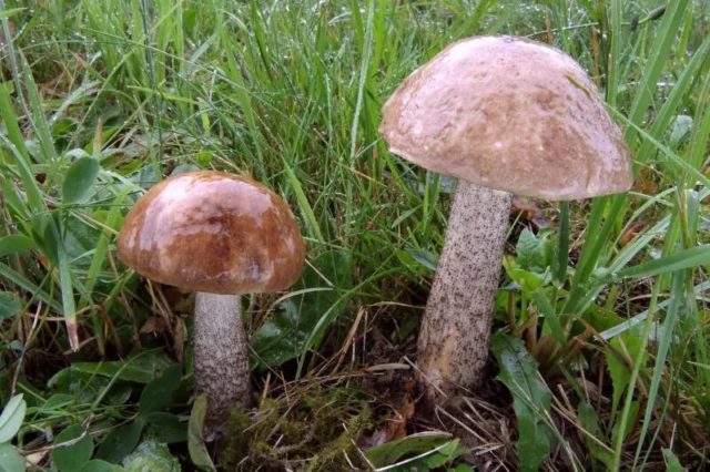 Boletus boletus (white boletus): photo and description of the fungus