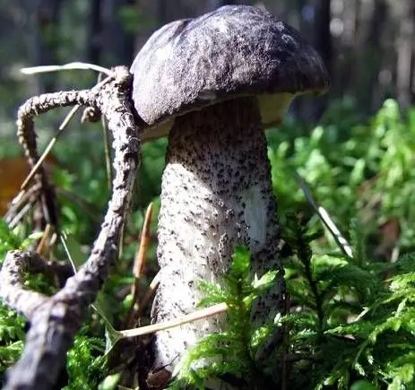 Boletus boletus (white boletus): photo and description of the fungus