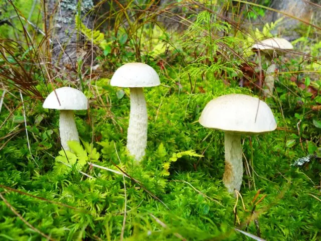 Boletus boletus (white boletus): photo and description of the fungus