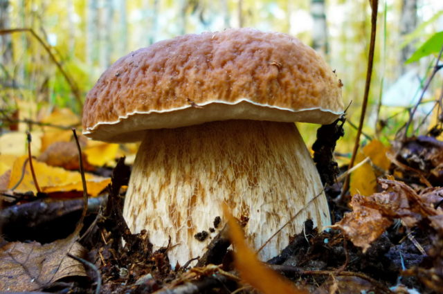 Boletus: inedible twins, stem shape and cap color