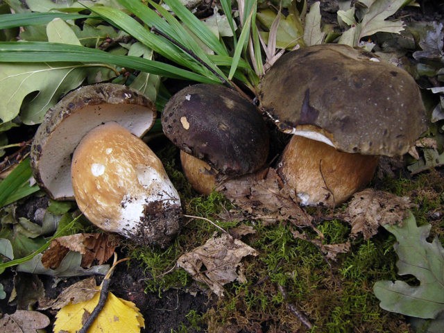 Boletus: inedible twins, stem shape and cap color