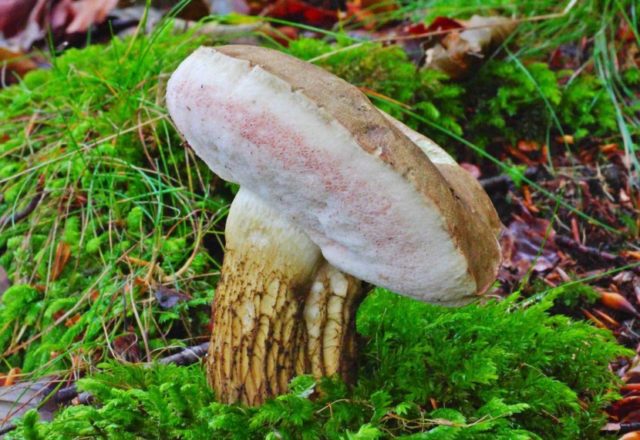 Boletus: inedible twins, stem shape and cap color