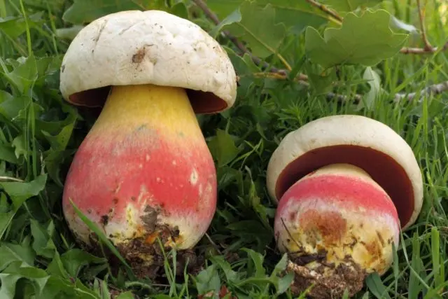 Boletus: inedible twins, stem shape and cap color