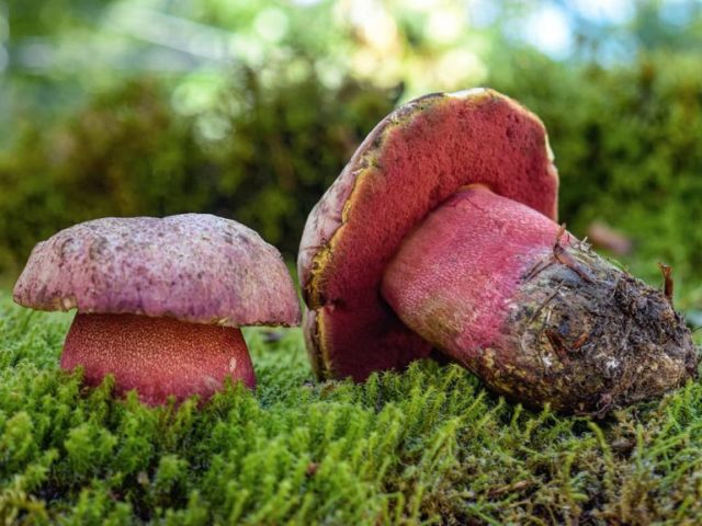 Boletus: inedible twins, stem shape and cap color