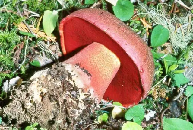 Boletus: inedible twins, stem shape and cap color