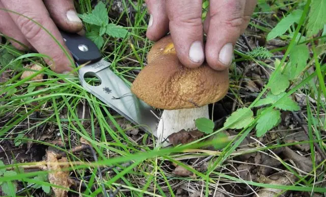 Boletus: inedible twins, stem shape and cap color